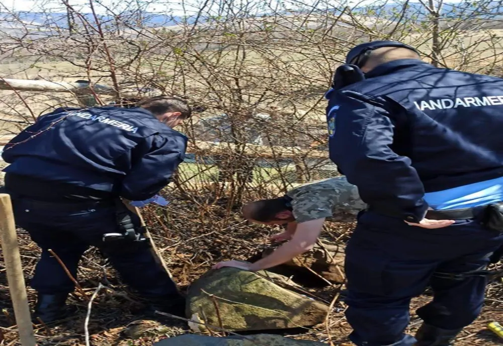 Mai multe vipere găsite în curtea unei cabane din apropierea localității Budești