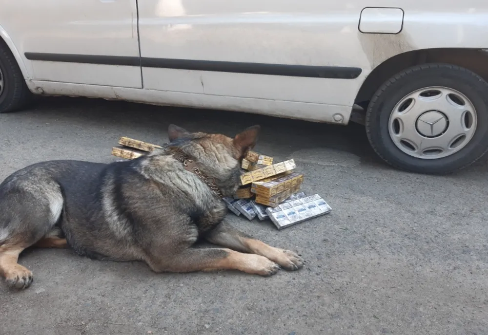 „Percheziţie olfactivă”: Mașină cu țigări de contrabandă descoperită de câinele polițișt Vis