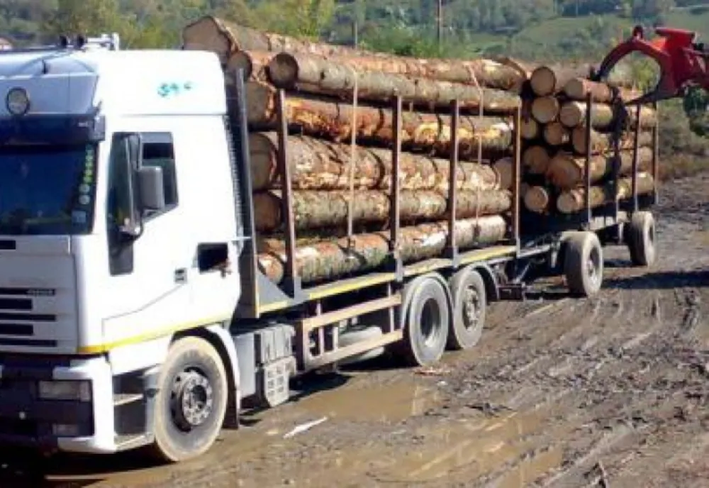Tăiere ilegală și furt de arbori la Borșa