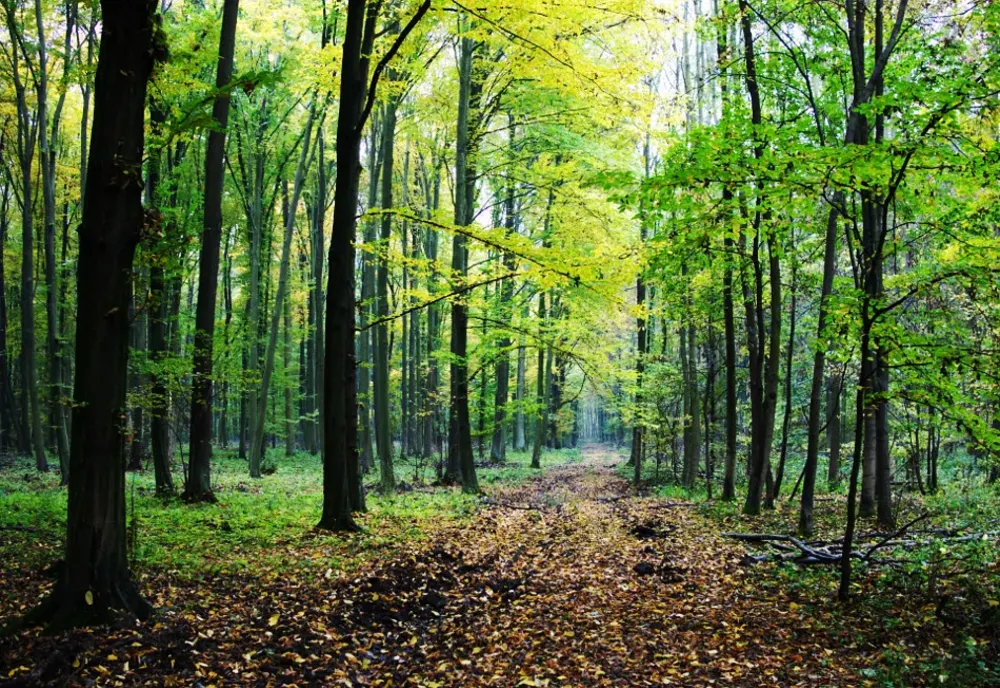 Scene de groază într-o pădure din Maramureş: câini găsiţi spânzuraţi