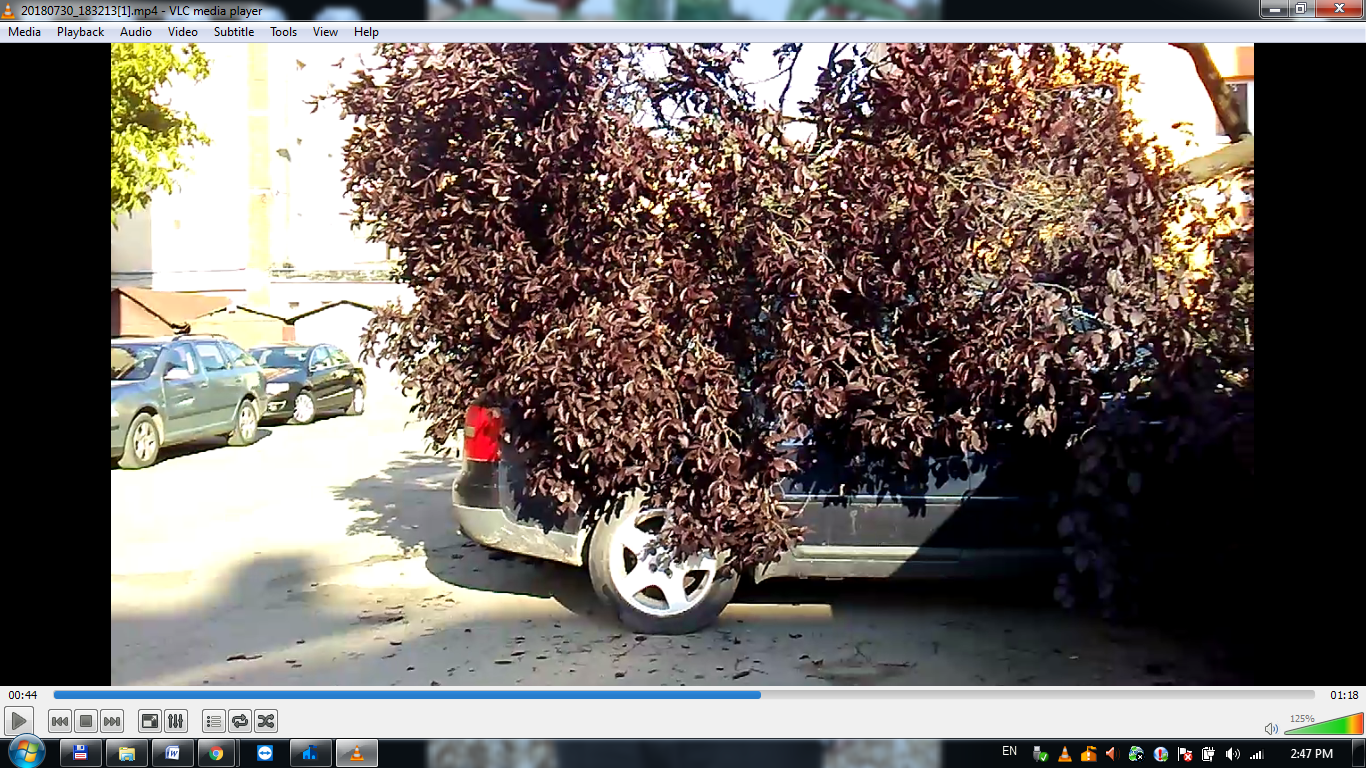 creanga peste masina