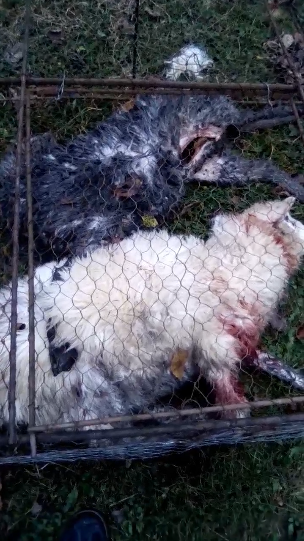 animale atacate de câini