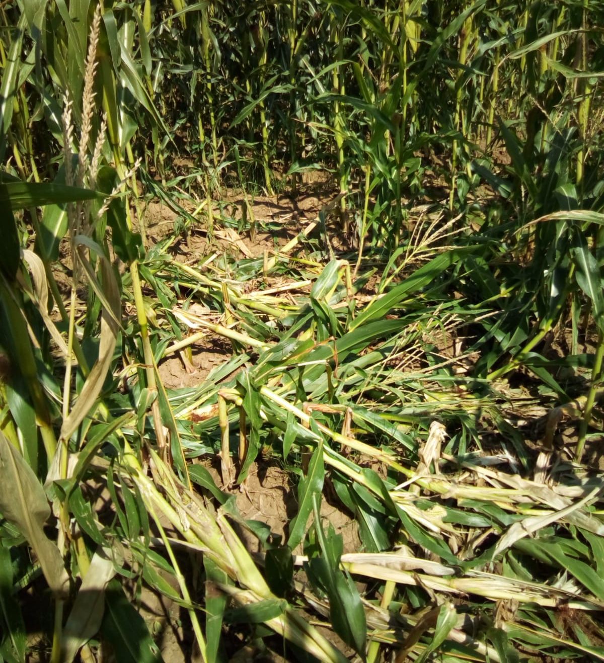 E5C85F52-0838-4A8E-9616-4C8FB2708EFF