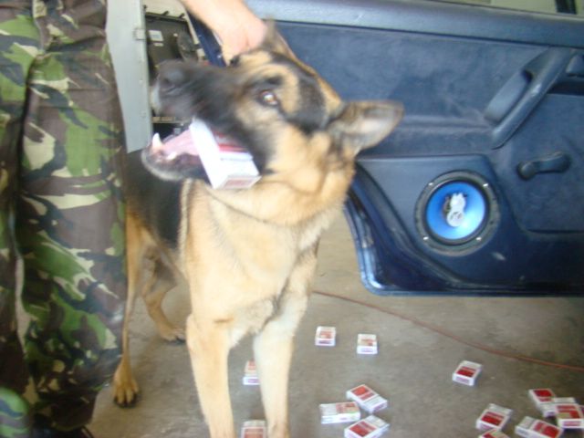 FOTO CAINE POL NAH 2 (1)