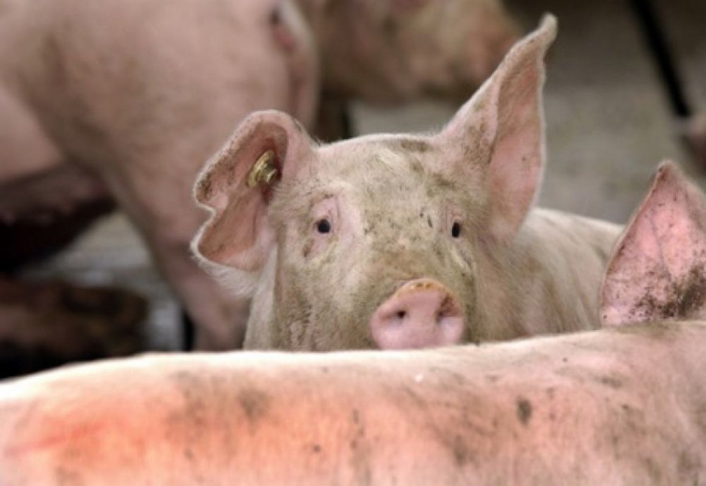 Suspiciune de Pestă Porcină Africană la porc domestic într-o exploatație din localitatea Săbișa, județul Maramureș