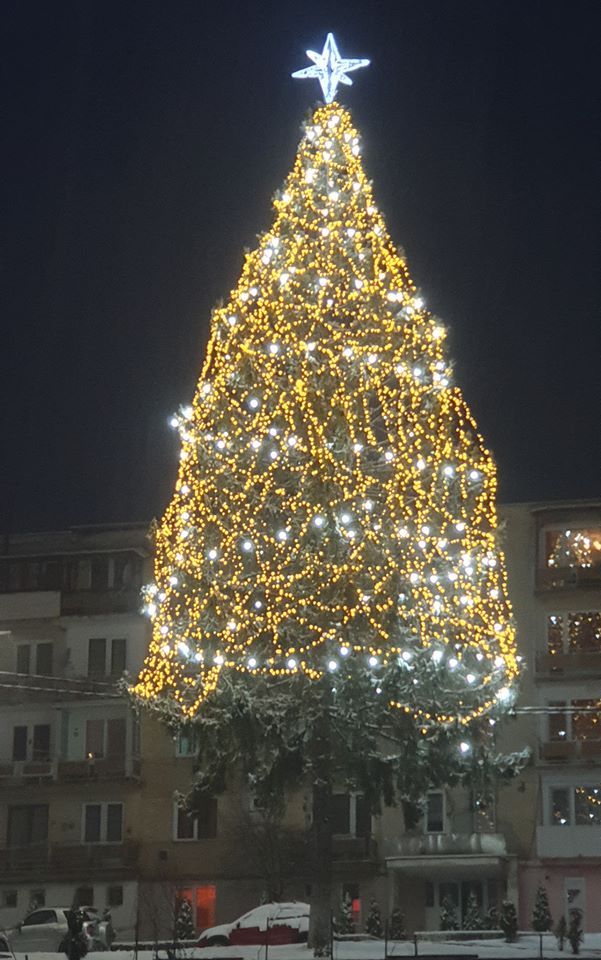 CEL MAI MARE BRAD NATURAL ÎMPODOBIT SE AFLĂ ÎN MARAMUREȘ