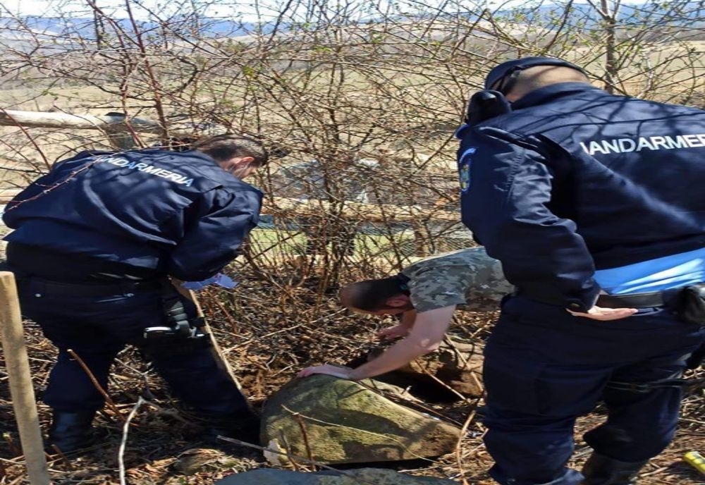 Mai multe vipere găsite în curtea unei cabane din apropierea localității Budești