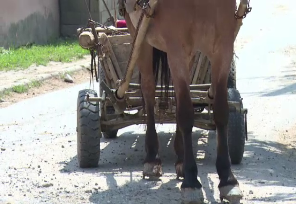 Transport ilegal de material lemnos sancţionat de poliţiştii din Borşa