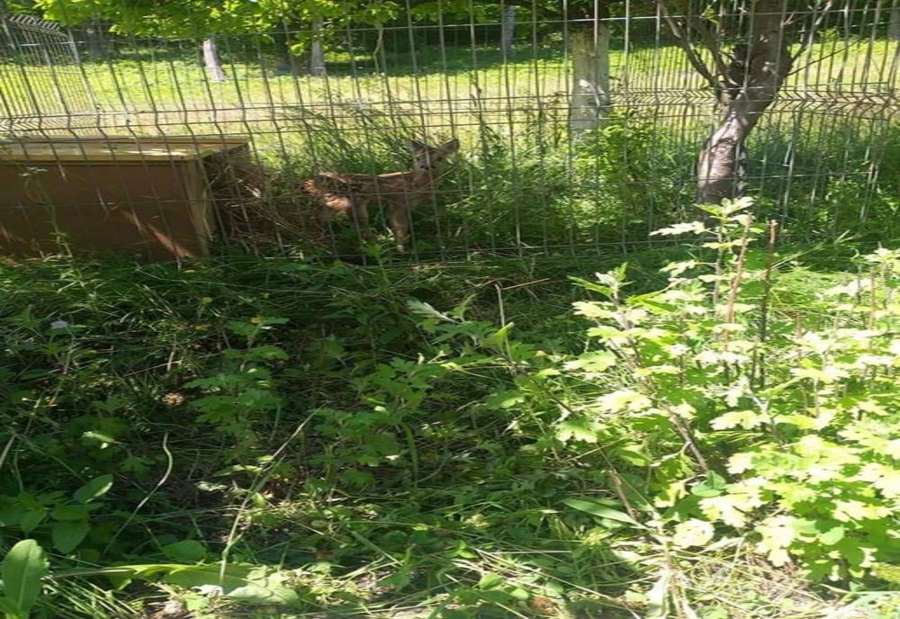 Anchetă la o mănăstire din Maramureș după ce o femeie a publicat în spațiul public imagini cu un pui de căprioară era ținut într-un țarc