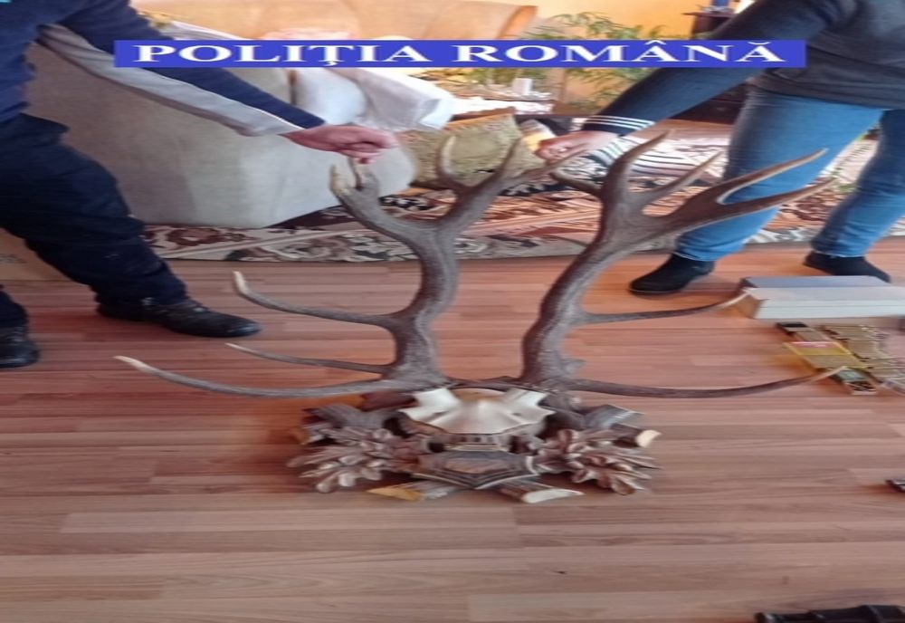 Percheziţii în Vişeu de Sus la braconieri! Oamenii legii au descoperit arme, muniţie, carne şi numeroase trofee