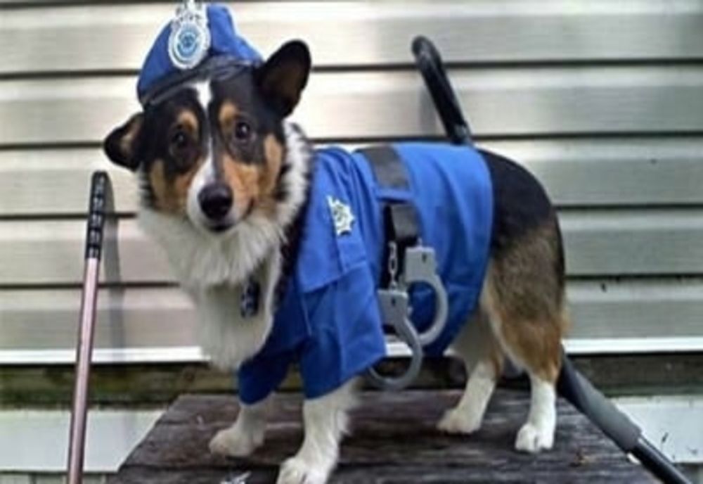 Concurență mare pentru posturile de polițiști la Protecția animalelor! Câți candidați se luptă pentru cele 6 posturi