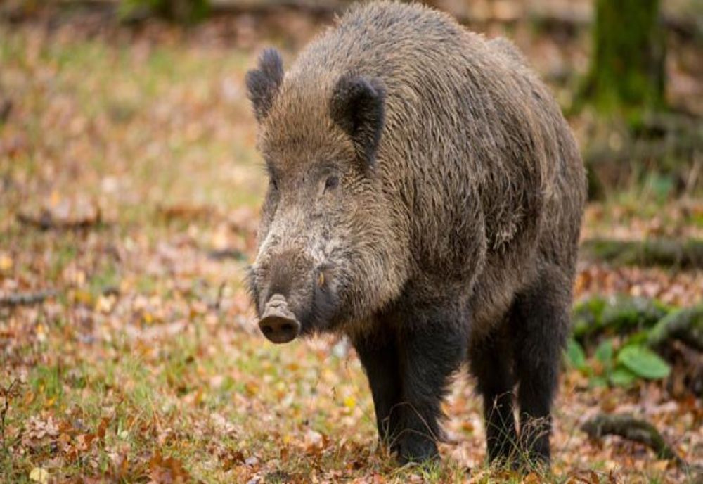 Mistreţi dintr-un adăpost din Borşa împuşcaţi ilegal