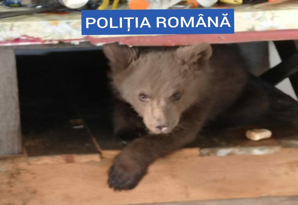 FOTO/VIDEO: Pui de urs, ținut în captivitate de un bărbat din Borșa! Ce au mai găsit polițistii la percheziții