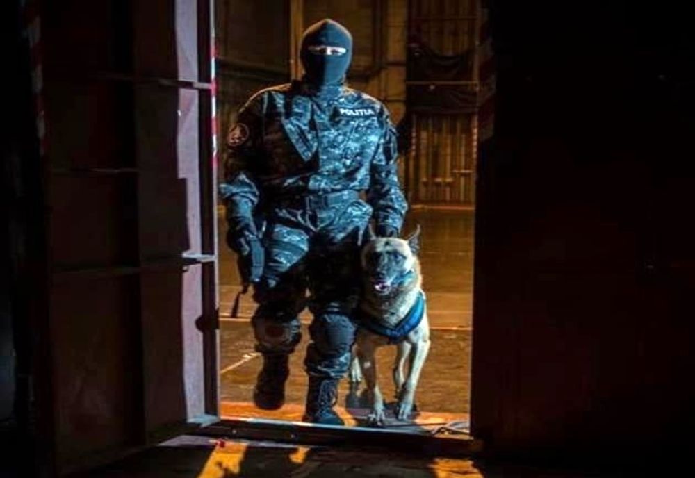 FOTO: Aproape 40 de percheziții, efectuate de polițiști și procurorii DIICOT în județele Satu Mare și Maramureș, la traficanți de droguri! Cinci persoane, reținute