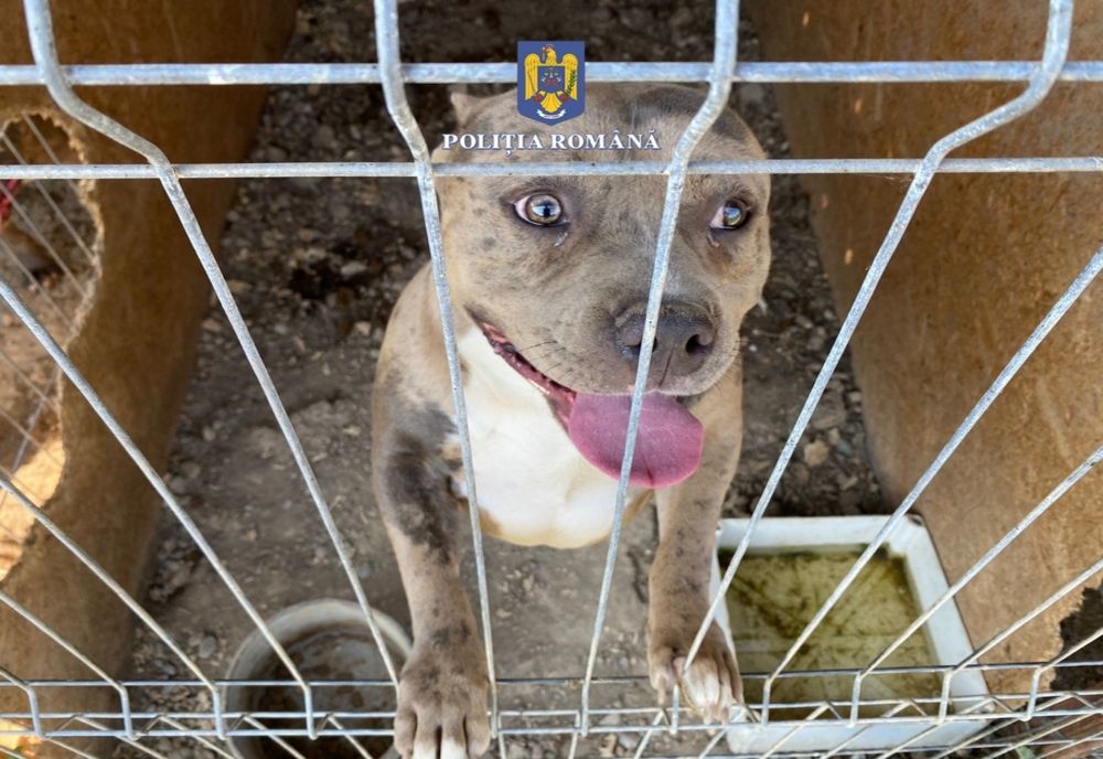 Percheziţie în Farcaşa la un bărbat care înmulţea ilegal câini pentru comercializare
