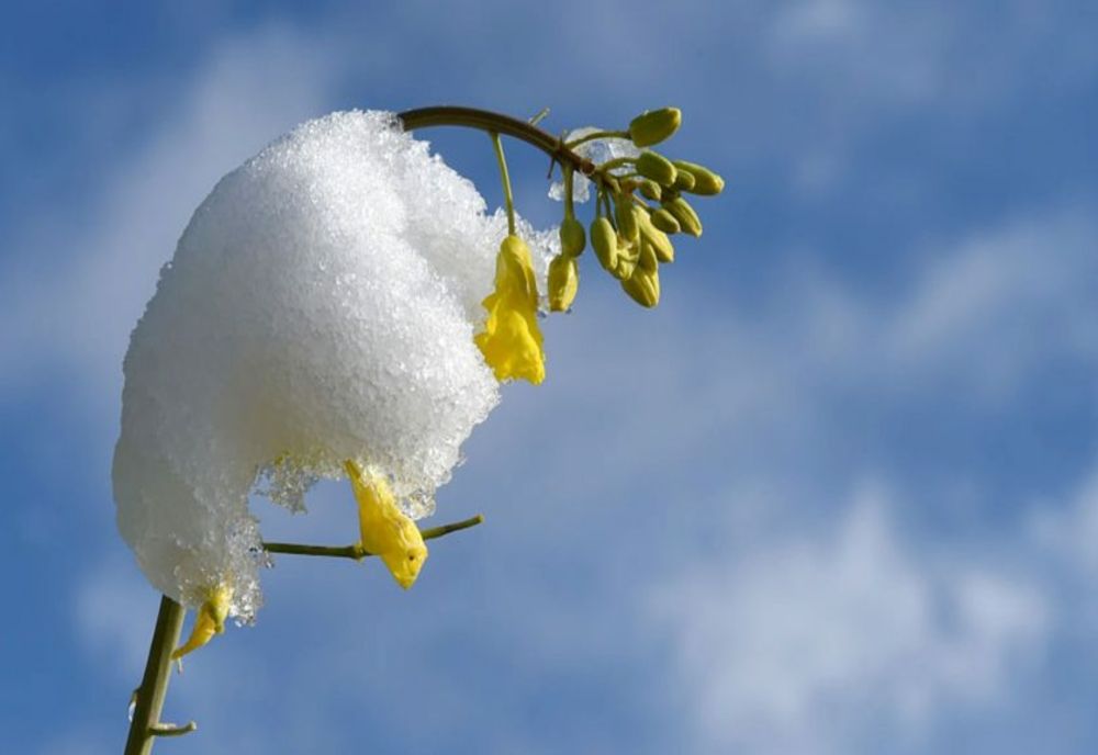 Vremea 19 februarie - România, între ninsori viscolite și maxime de 18 grade