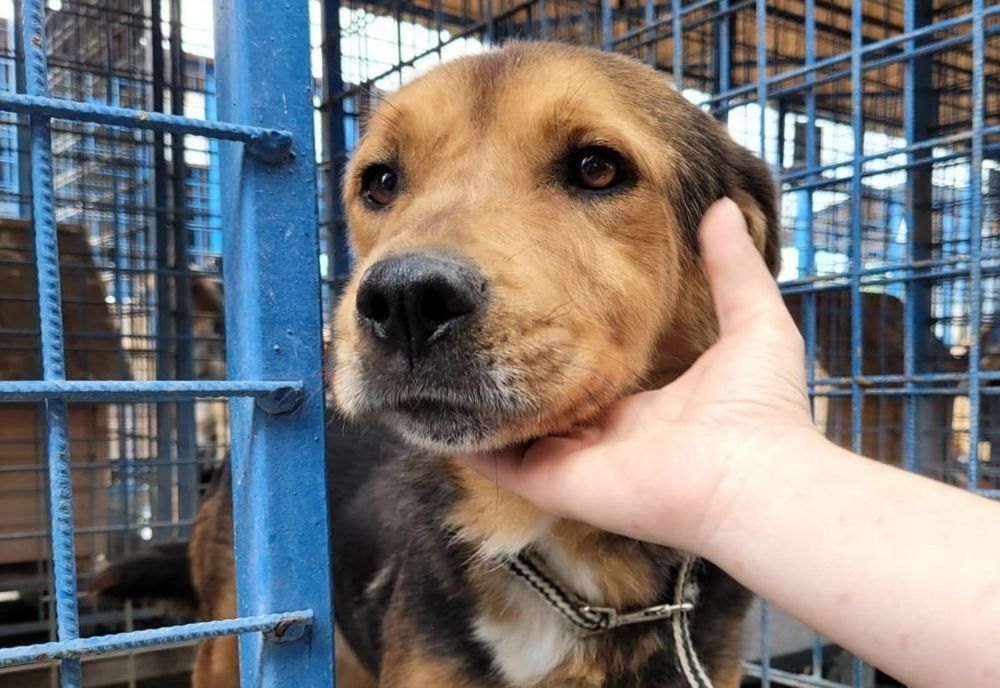 Bărbat din Baia Mare reţinut: Îşi bătea câinele în mod constant