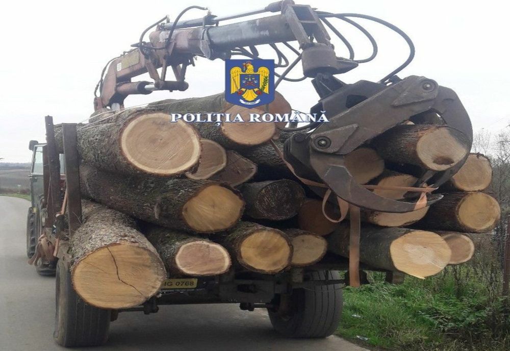Firmă din Dragomirești anchetată pentru furt de arbori! Angajații au tăiat ilegal 45 mc de lemn dintr-o pădure a ocolului silvic din localitate