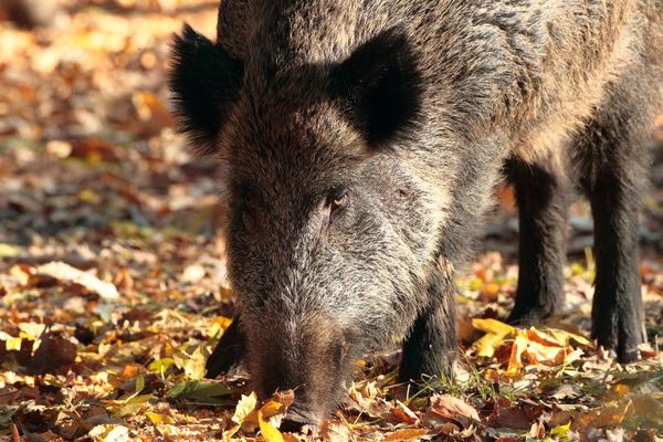 Pesta porcină din Satu Mare, dă liber la vânătoare în Maramureş