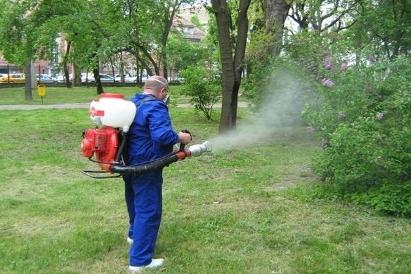 După ce mai mulţi cetăţeni s-au plâns de ţânţari şi căpuşe, administraţia băimăreană anunţă dezinsecţie şi deratizare