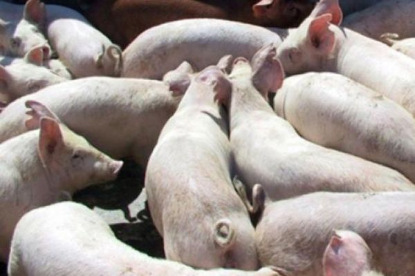 DSVSA a dispus o serie de măsuri pentru prevenirea răspândirii pestei porcine africane în Maramureș