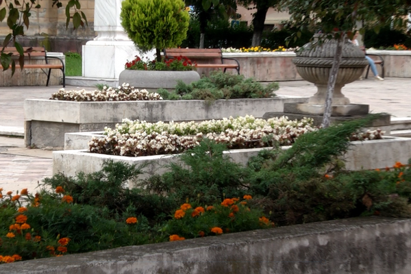 Florile din parcuri și din spațiile verzi din Sighetu Marmației au devenit ținta hoților