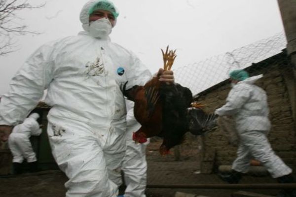 Atenție! ANSVSA anunță restricții, în România, după confirmarea apariției focarelor de gripă aviară, în Polonia