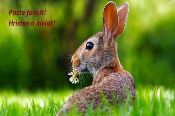 MESAJE DE PAȘTE 2020 // Cele mai frumoase mesaje și felicitări de Paște. Mesaje pentru Sărbătoarea Învierii