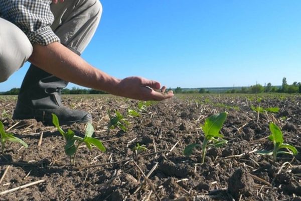 Seceta face ravagii în toată țara!