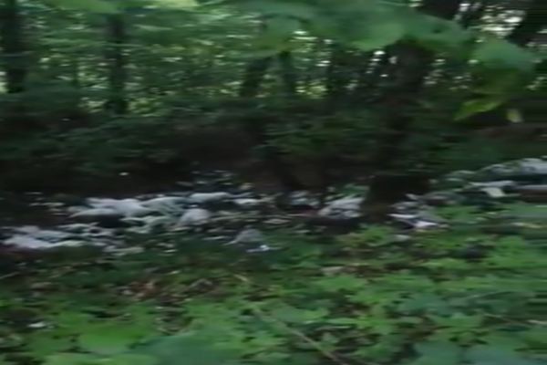 MARAMUREȘ: Păduri sufocate de gunoaie