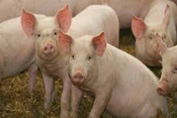 RECOMANDĂRI DSVSA: Achiziționați produse alimentare doar din unități autorizate