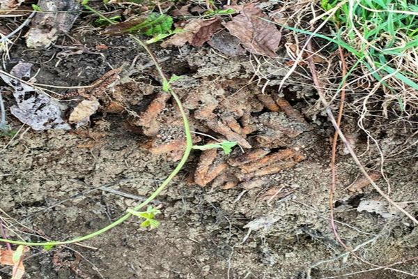 Peste 200 de cartușe, de calibrul 7,62 milimetri și alte elemente de muniție au fost asanate ieri de către echipa pirotehnică a I.S.U. Maramureș