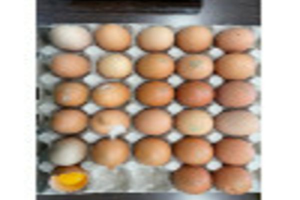 ANPC a controlat modul în care se comercializează ouăle în România. În câteva ore, amenzi de 380.000 lei