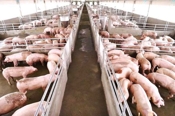 MADR acordă ajutoare excepționale producătorilor agricoli, crescători de animale din sectoarele suin și avicol