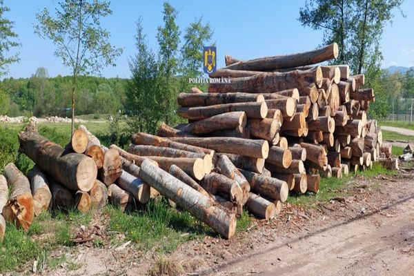 Surse. Coaliția a plafonat prețul la lemnul de foc. Exportul va fi interzis