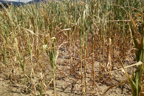 Crește suprafața afectată de secetă. 16.000 de fermieri din toată țara vor primi ajutor de la stat