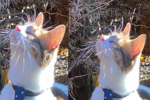 Alertă printre stăpânii de PISICI. Un nou tip de gripă poate provoca ORBIREA