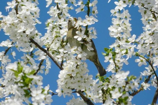 Tradiții de Buna Vestire. Blagoveștenia sau Ziua Cucului