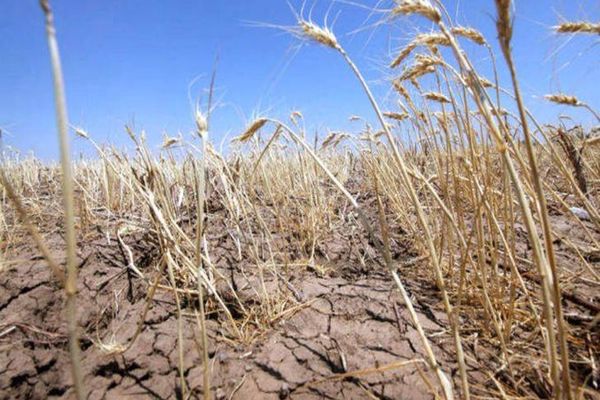 Guvernul a aprobat un ajutor de 300 de milioane de lei pentru fermierii afectați de secetă