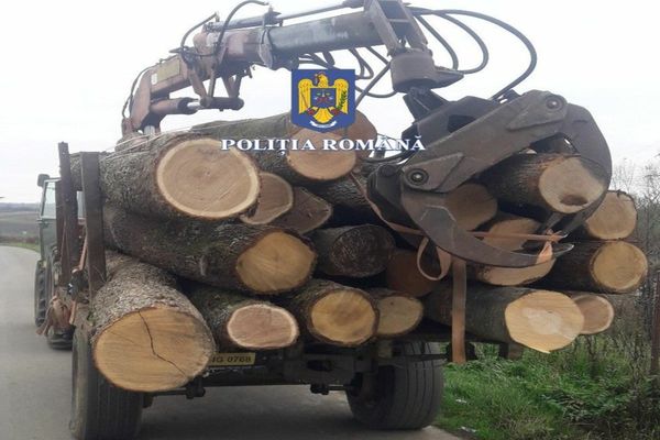 Firmă din Dragomirești anchetată pentru furt de arbori! Angajații au tăiat ilegal 45 mc de lemn dintr-o pădure a ocolului silvic din localitate