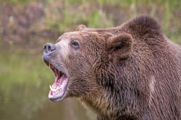 MINISTRUL MEDIULUI ANUNȚĂ REGLEMENTĂRI PRIVIND COTELE DE PREVENȚIE ȘI INTERVENȚIE PENTRU URȘI 