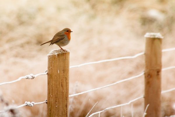 Schimbare bruscă a vremii! Ninsori semnificative și vânt puternic până sâmbătă: noua prognoză ANM