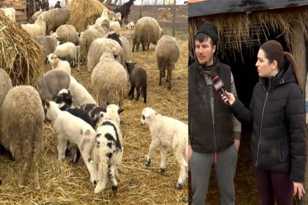 Cât va costa mielul de Paște în 2026. Mărturii de la fermieri - VIDEO