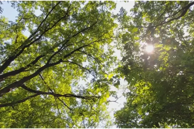 Fost pădurar obligat să plătească peste 1,24 milioane de lei. În cantonul său lipseau mii de arbori