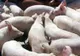 DSVSA a dispus o serie de măsuri pentru prevenirea răspândirii pestei porcine africane în Maramureș