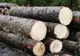 Peste 100 de acţiuni organizate de poliţiştii maramureşeni pentru protejarea fondului forestier