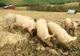 Peste porcină ameninţă să ajungă şi în Maramureş