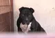 Sighetenii sunt invitați să adopte un câine. Târgul de adopții va avea loc duminică