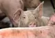 Suspiciune de Pestă Porcină Africană în Maramureș