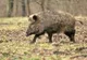 Un bărbat din Maramureș este cercetat pentru braconaj după ce a împușcat un mistreț